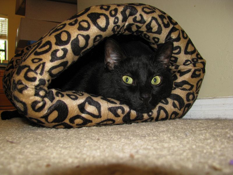 Jasper